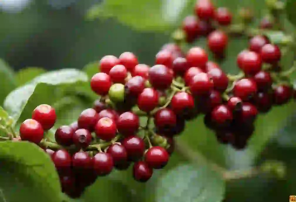 Are Coffee Beans Berries?