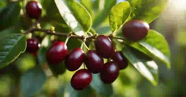 Is a Coffee Bean a Tree or Bush?