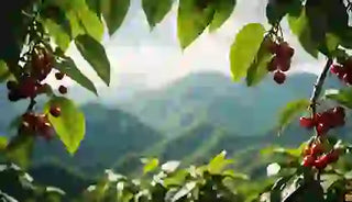 Where Do Arabica Coffee Beans Come From?
