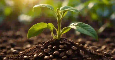 Will Coffee Beans Grow a Coffee Plant